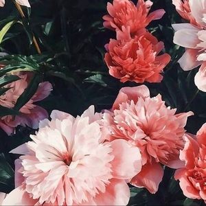 Meet your Posher, Giovanni